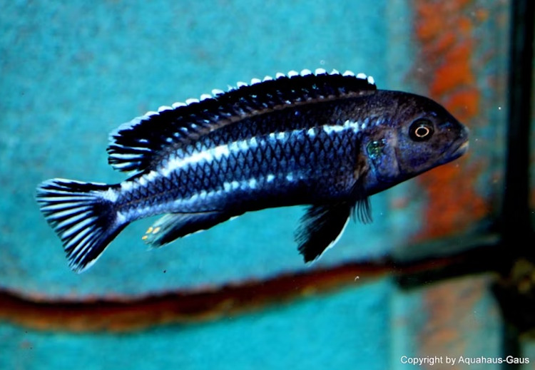 'Likoma Island' Pseudotropheus perileucos 'Likoma Island'